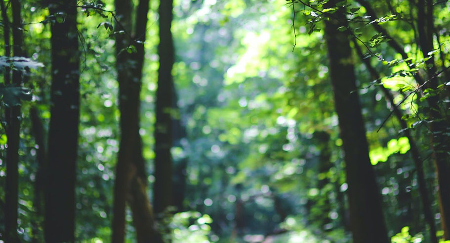 Jiaxing Xuanyi Uluslararası Ticaret A.Ş., Ltd